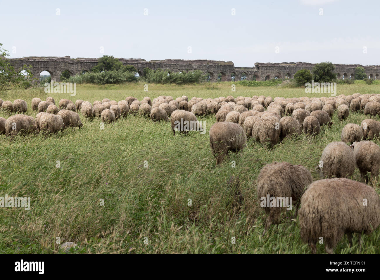 Roma, Italien. 06 Juni, 2019. Herde Schafe weiden in die römischen Aquädukte Park Credit: Matteo Nardone/Pacific Press/Alamy leben Nachrichten Stockfoto