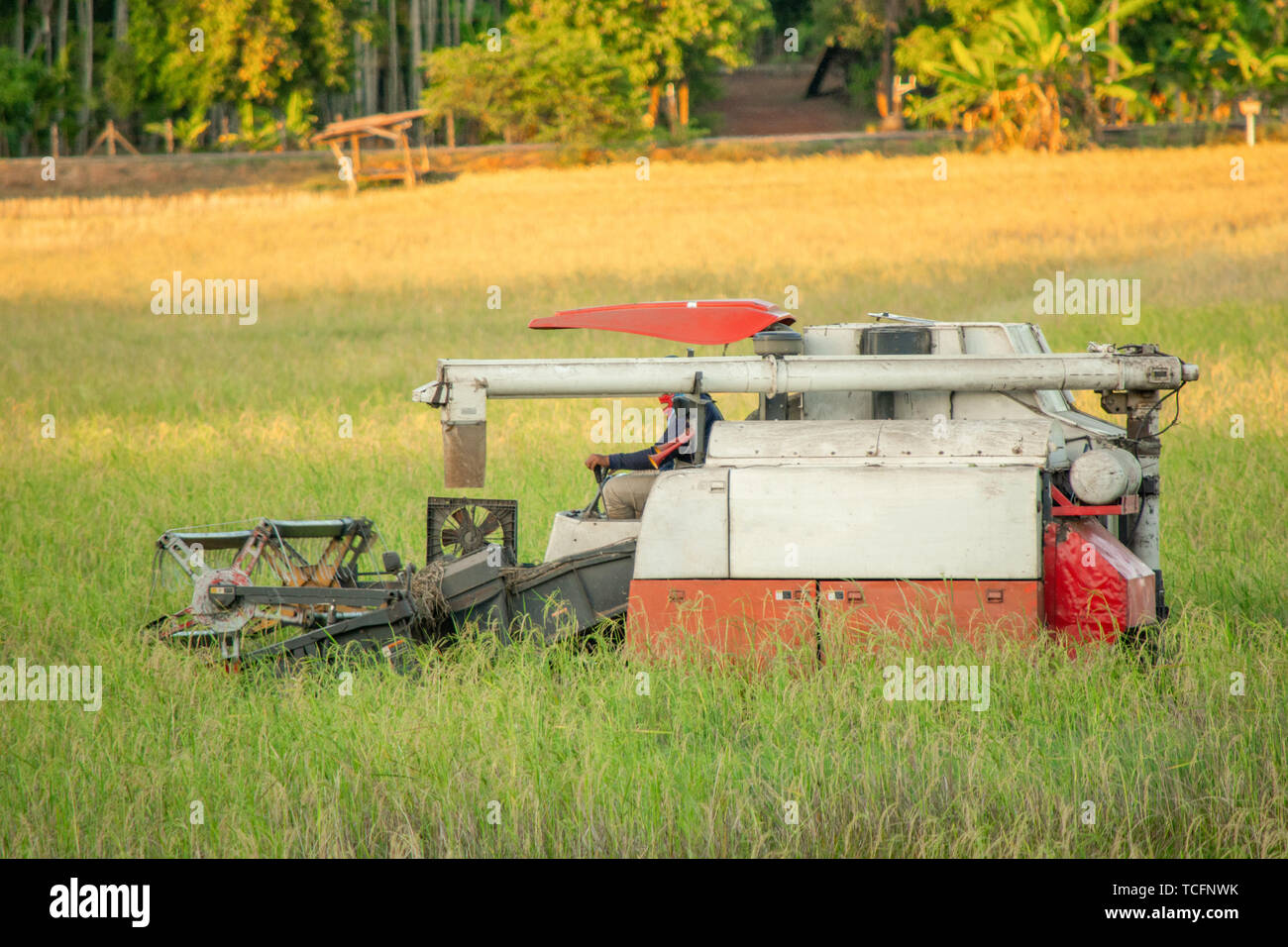 Feldhäcksler Maschine Arbeiten der Ernte von Reis in das Feld Stockfoto