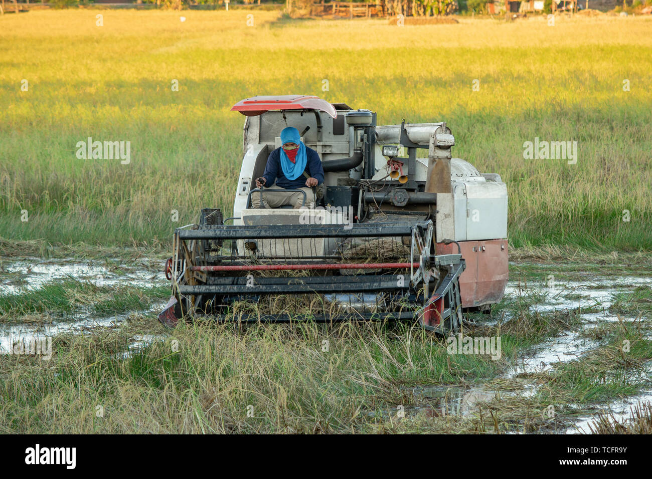 Feldhäcksler Maschine Arbeiten der Ernte von Reis in das Feld Stockfoto