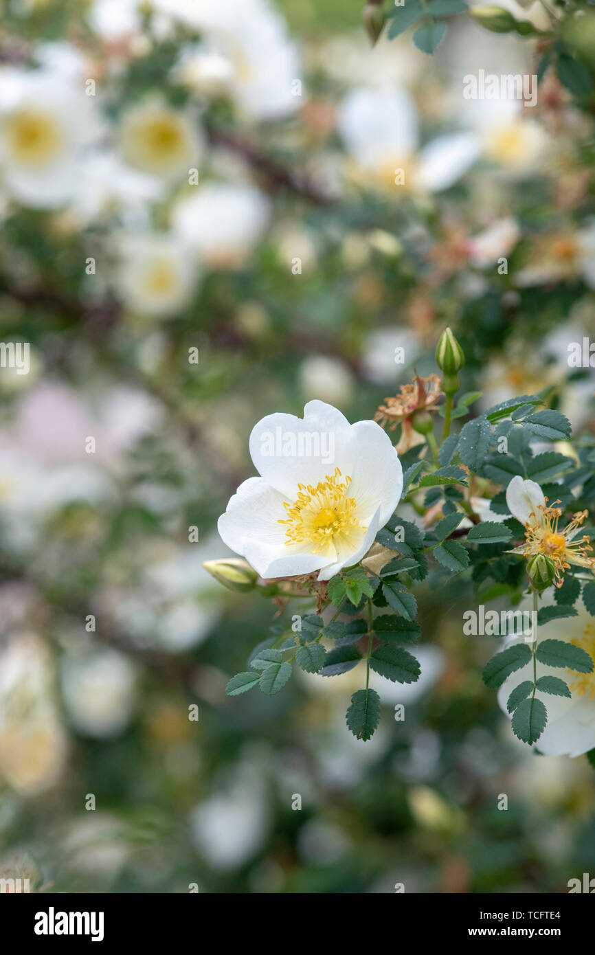 Rosa spinosissima unwich 'Rose'. Wild Rose Stockfoto