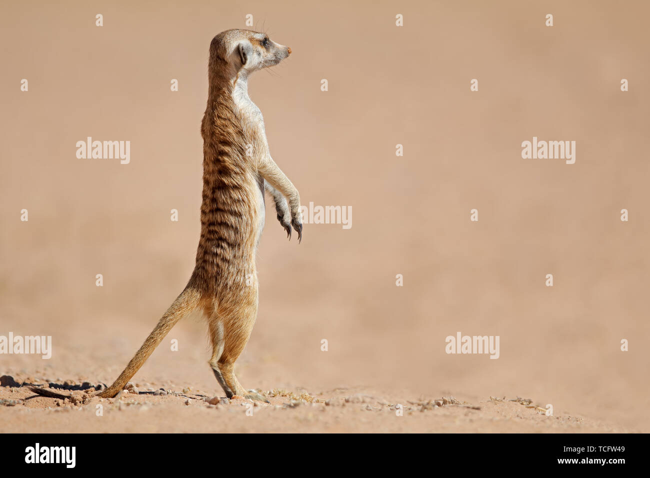 Erdmännchen (Suricata Suricatta) stehen auf der Hut, Kalahari-Wüste, Südafrika zu warnen Stockfoto