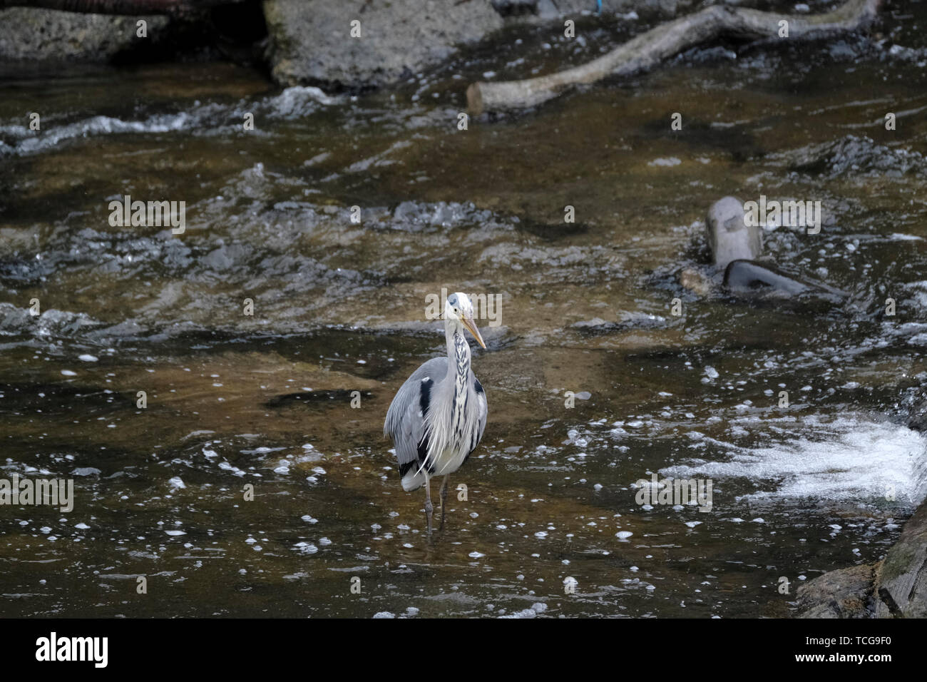 Galashiels, UK. 08 Juni, 2019. Graureiher (Ardea cinerea) in Gala Wasser eine wilde Graureiher, hier zu sehen in der ÒGala Wasser, einem Nebenfluss des Flusses Tweed in den schottischen Borders. Steht warten auf kleine Fische. Der Graureiher ist eine langbeinige räuberischen waten Vogel des Heron Familie, Ardeidae, native in gemässigten Europa und Asien und auch Teile von Afrika. Es ist ansässig in viel von seiner Reichweite, aber einige Populationen von Norden nach Süden im Herbst zu migrieren. Spannweite: 1,6 - 2 m Wissenschaftlicher Name: Ardea cinerea Masse: 1 Ð 2,1 kg: Rob Grau/Alamy leben Nachrichten Stockfoto