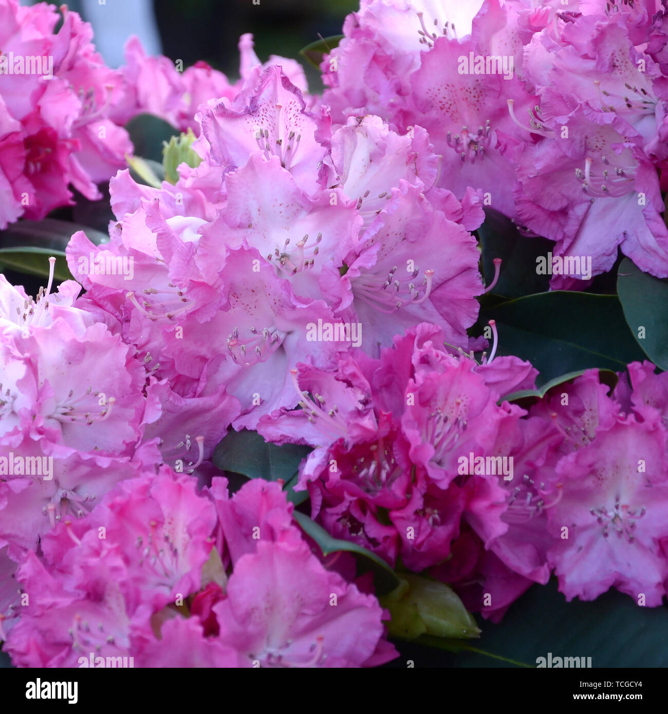 Eine Grosse Bush Bluhende Rhododendron Im Botanischen Garten Viele