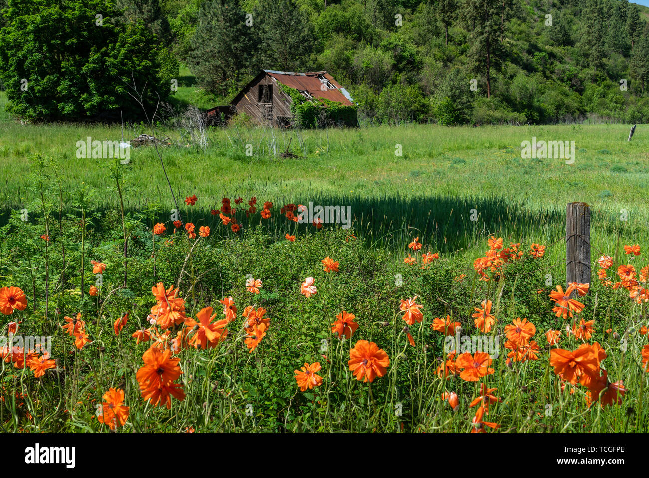 Orange poppy Wildblumen und eine verlassene Hütte in der Nähe von Lewiston, Idaho, USA, Amerika. Stockfoto