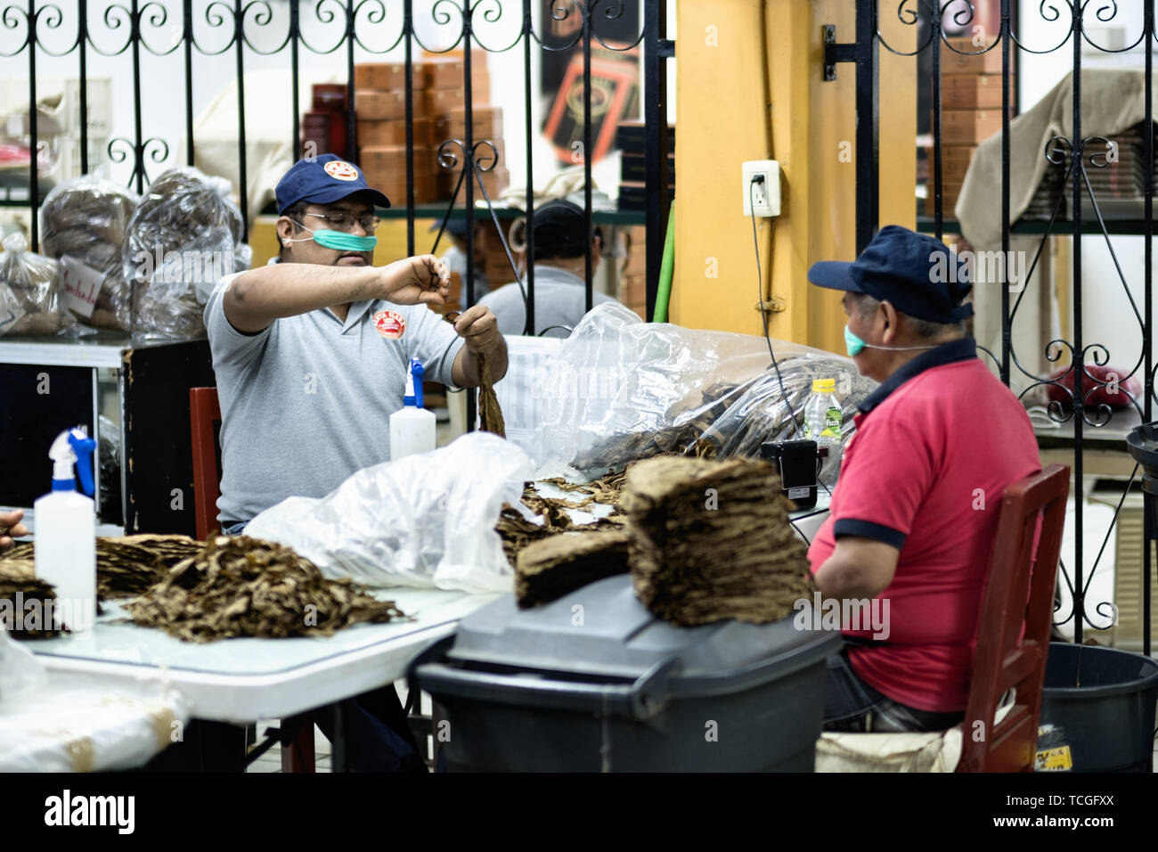 Mexikanische Arbeiter Art und Grad langen Blatt cured Tabak für den Einsatz in feinen Zigarren in den Santa Clara Zigarrenfabrik in San Andres Tuxtlas, Veracruz, Mexiko. Das Werk folgt traditionellen Hand Rollen mit demselben Prozess seit 1967 und wird von Kennern als eine der besten Zigarren der Welt. Stockfoto