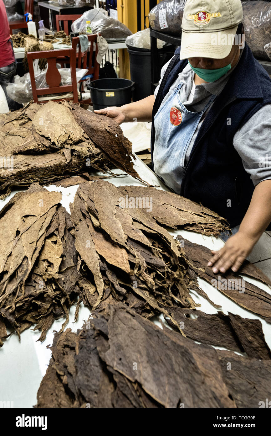 Mexikanische Arbeiter Art und Grad langen Blatt cured Tabak für den Einsatz in feinen Zigarren in den Santa Clara Zigarrenfabrik in San Andres Tuxtlas, Veracruz, Mexiko. Das Werk folgt traditionellen Hand Rollen mit demselben Prozess seit 1967 und wird von Kennern als eine der besten Zigarren der Welt. Stockfoto