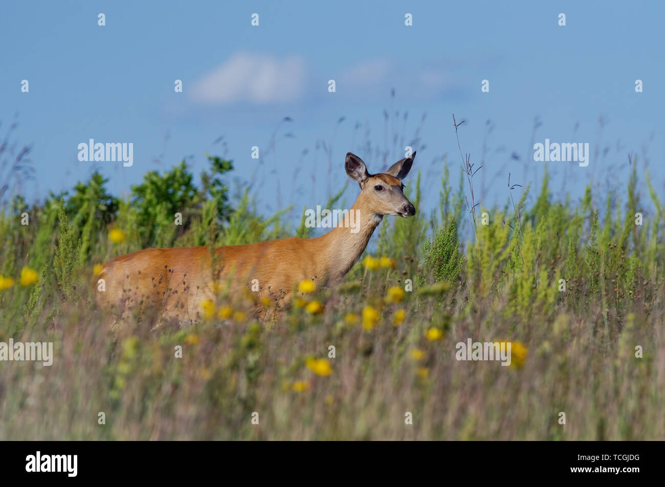 White tailed deer in der Crex wiesen Naturschutzgebiet in der Nähe von grantsburg Wisconsin Stockfoto