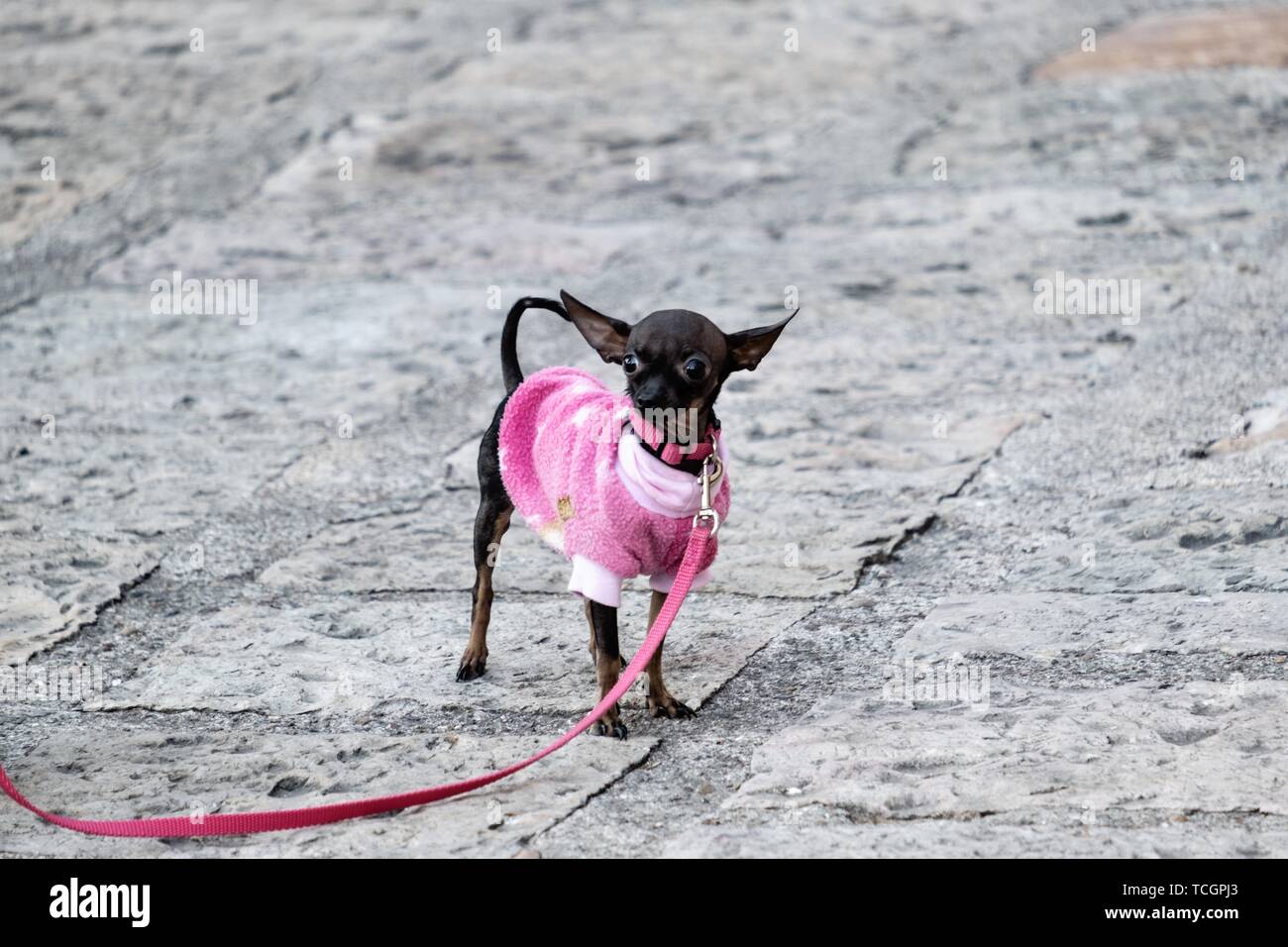 Einen mexikanischen Chihuahua trägt einen Pullover wartet auf die jährlichen Segnung der Tiere am Fest des San Antonio Abad an Oratorio de San Felipe Neri Kirche im historischen Zentrum von San Miguel de Allende, Guanajuato, Mexiko. Stockfoto