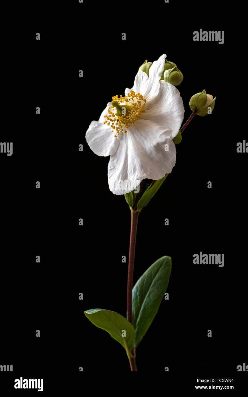 Carpenteria californica, Baum Anemone, weißen Blüten. Stockfoto