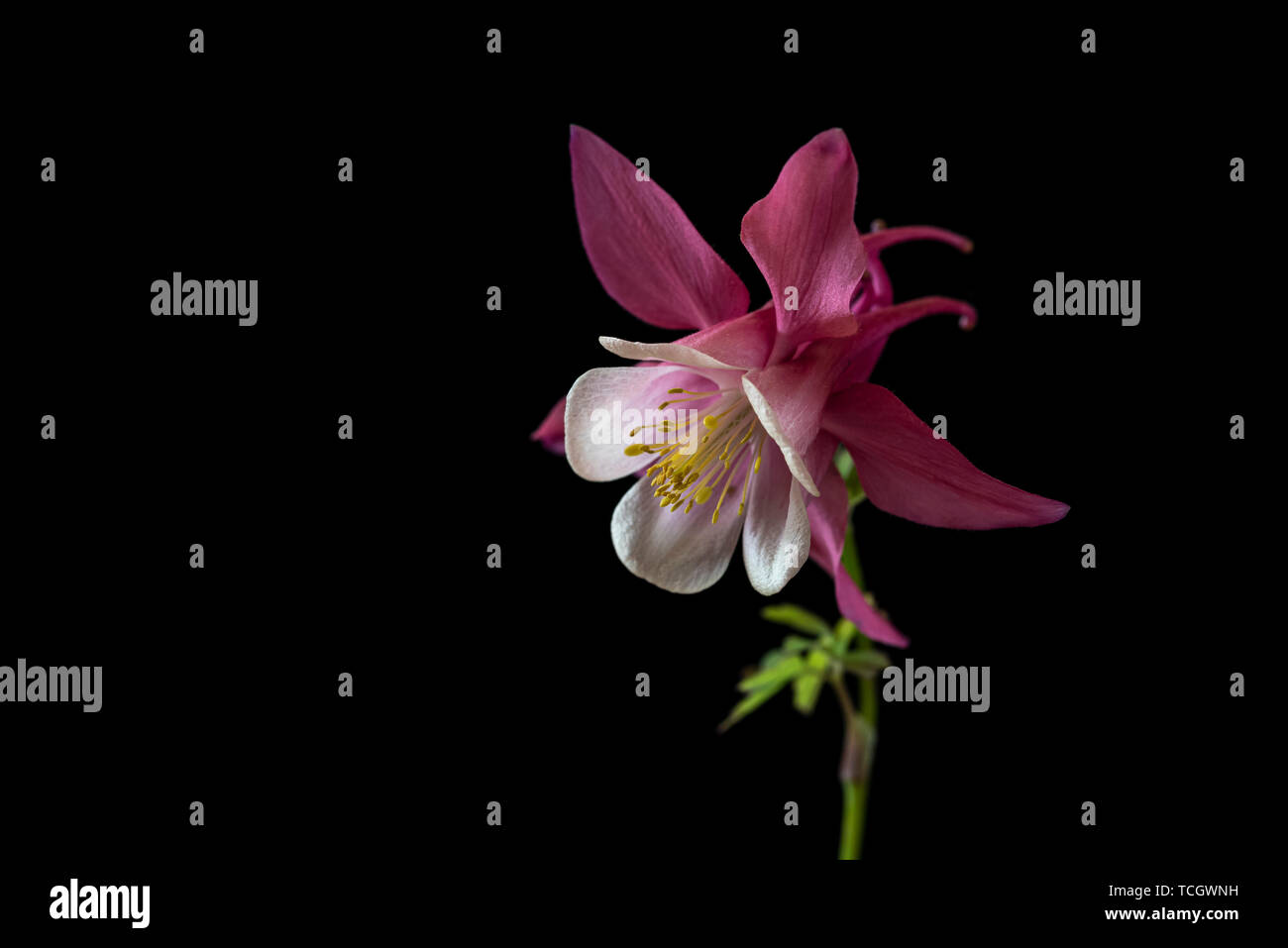 Aquilegia Feder Magic Rose und Weiß, Feder magic Serie, Ranunculaceae, Low Key life science, schwarzer Hintergrund Stockfoto