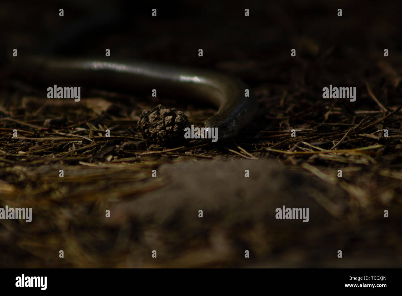 Anguis fragilis Eidechse, auch als slowworm, kriechend auf die Kamera in einem Wald Stockfoto