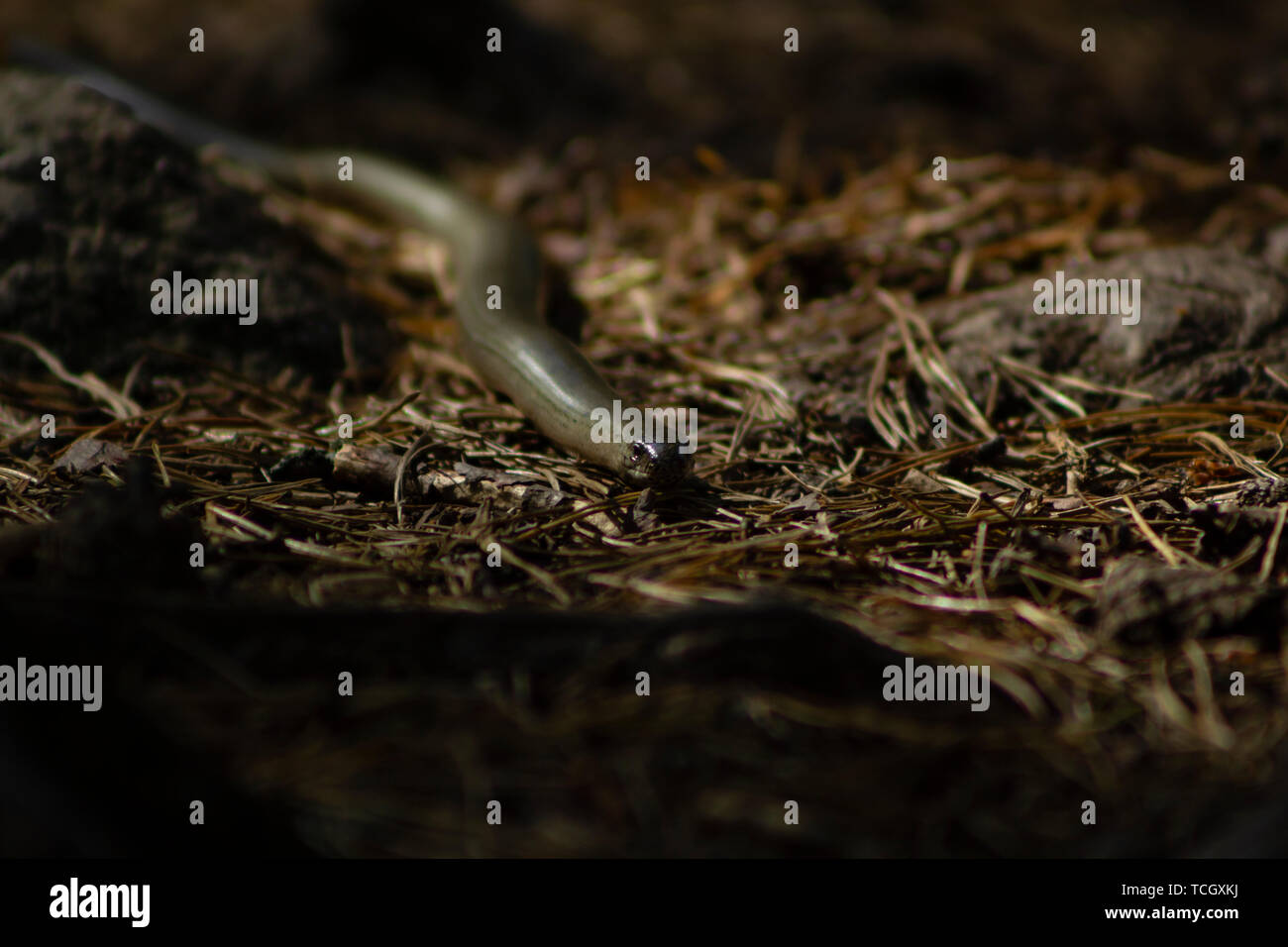 Anguis fragilis Eidechse, auch als slowworm, kriechend auf die Kamera aus der Entfernung Stockfoto