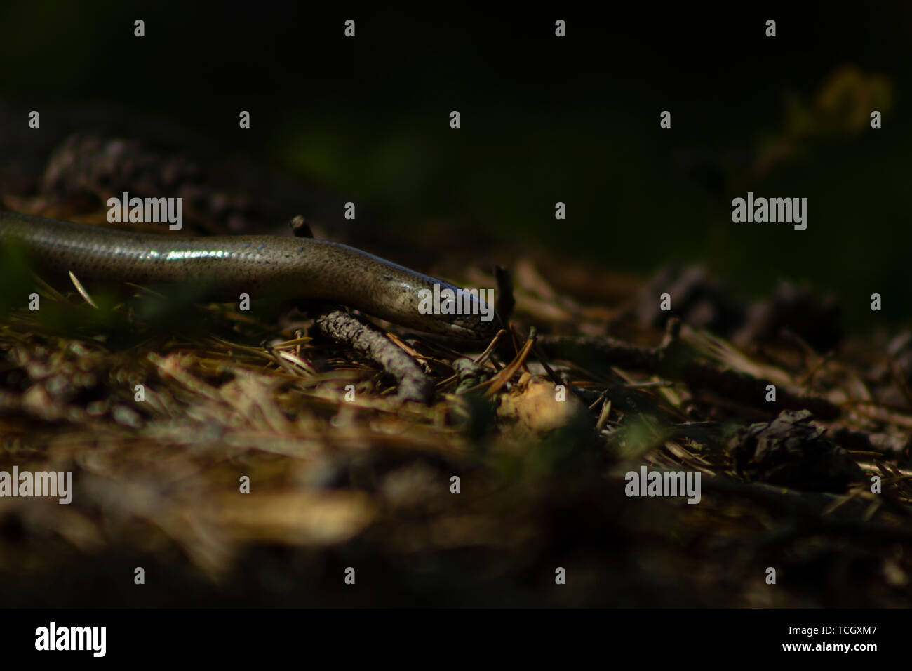 In der Nähe von Anguis fragilis Eidechse, auch als slowworm, sich von links nach rechts im Feld Stockfoto