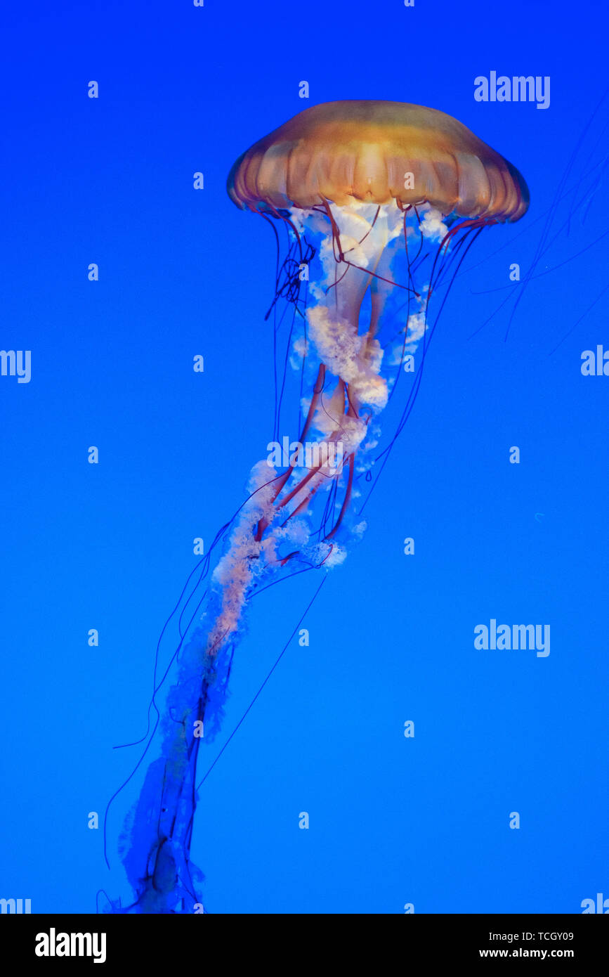 Quallen Schwarm Stockfoto