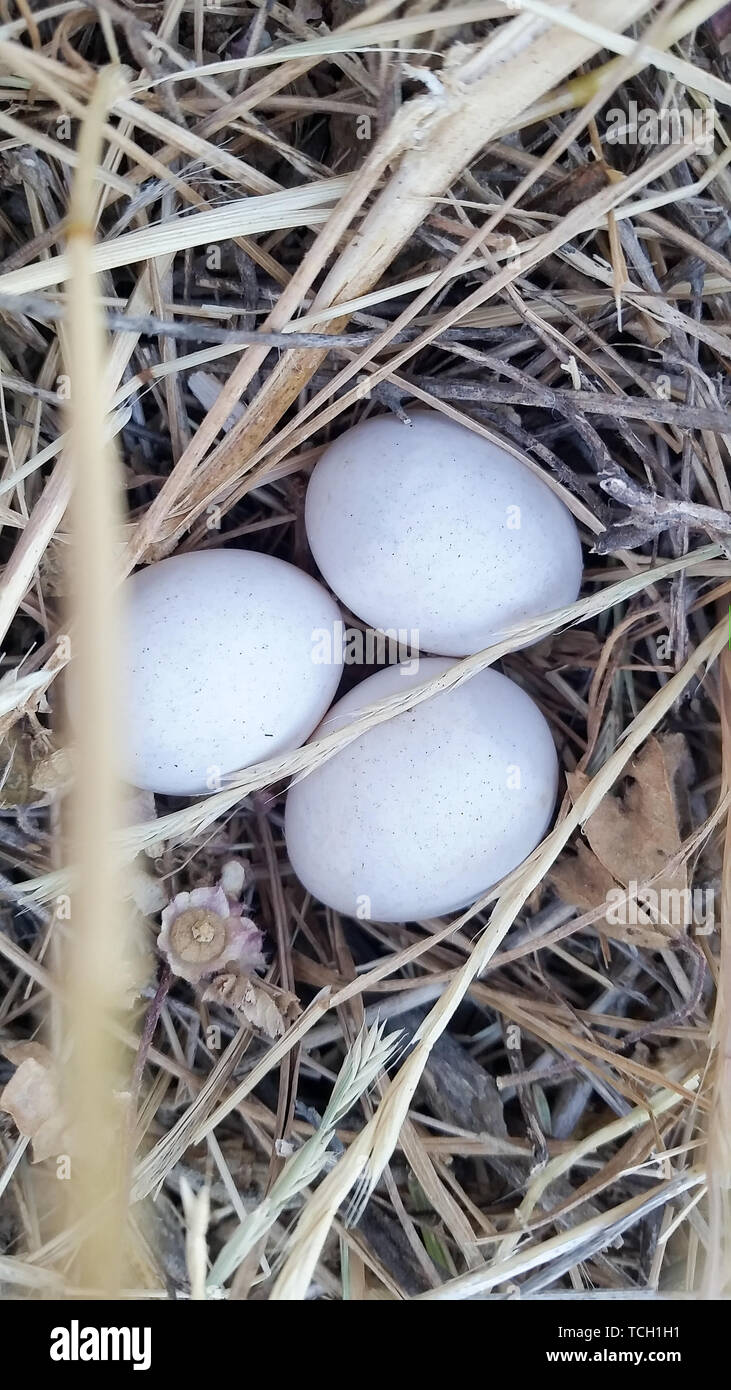 Von oben geschossen von Wild Bird Nest mit wenigen weißen Eier Stockfoto