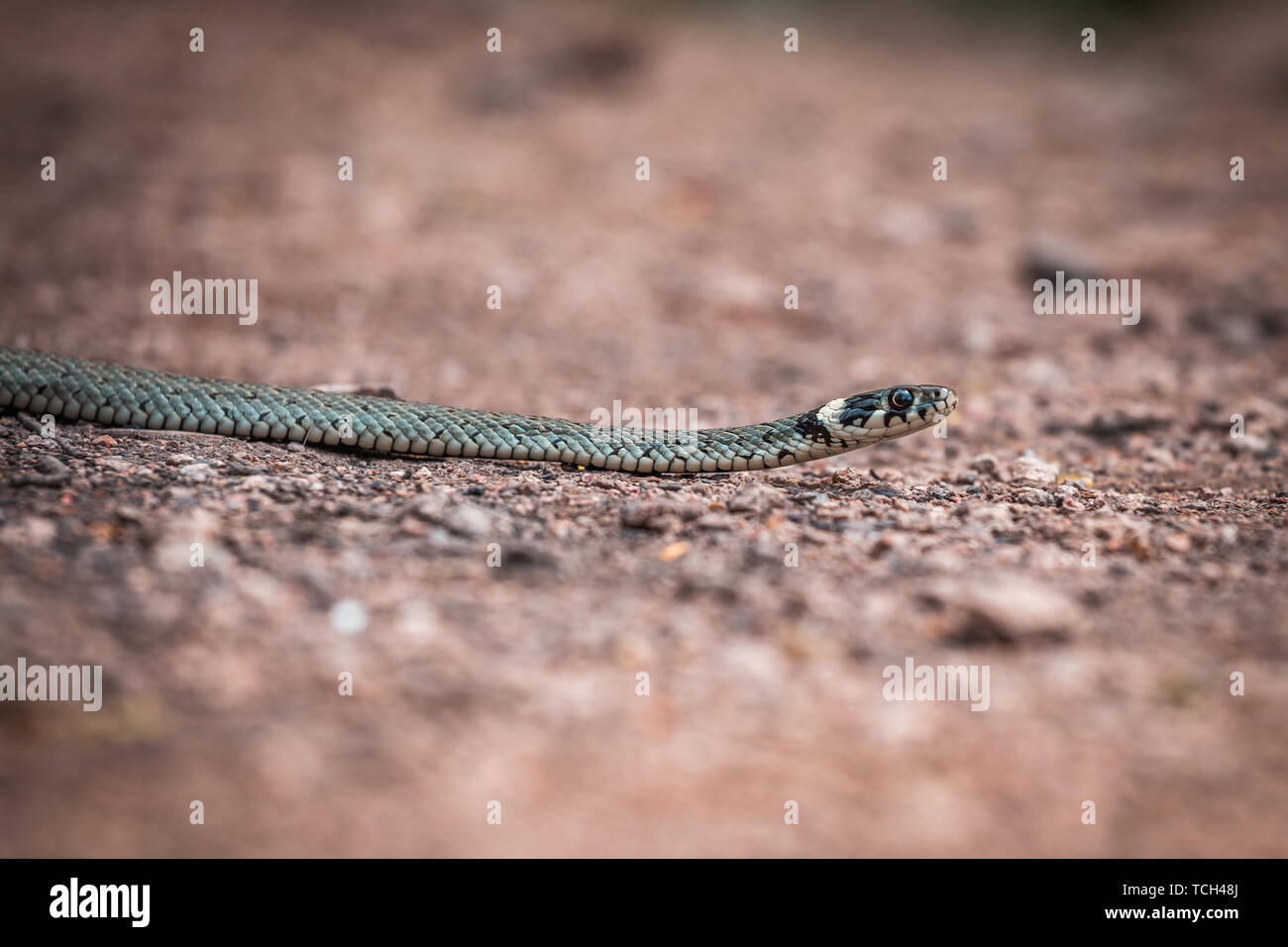 Männliche Reptil oder Ringelnatter, Natrix natrix Stockfoto
