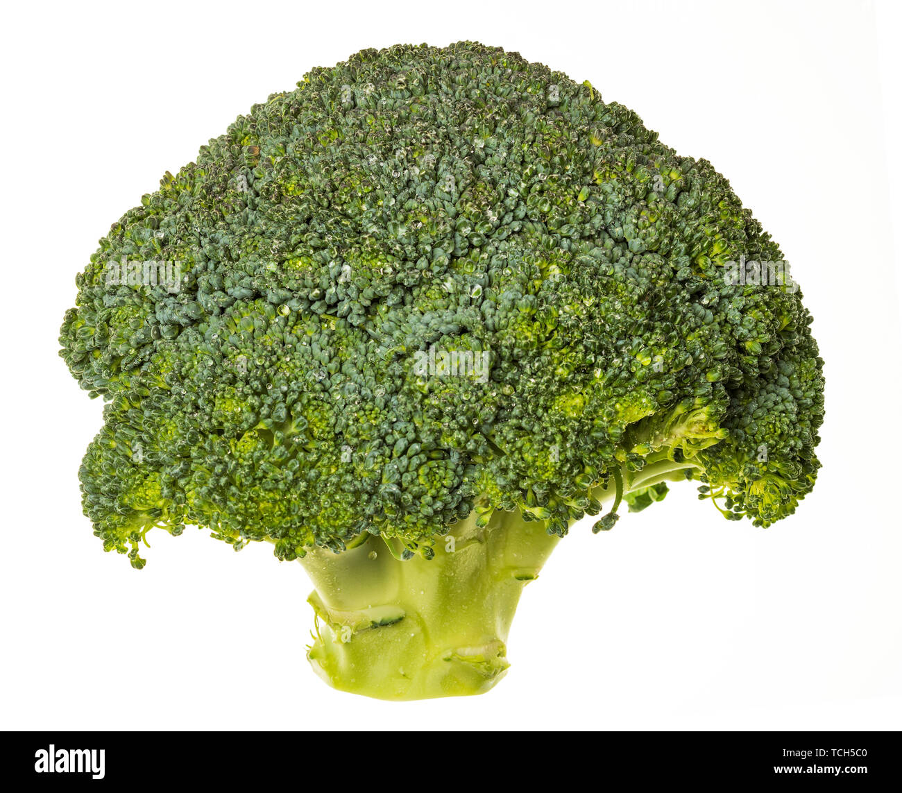 Broccoli (brocolli, brocoli, brocoli, brokoli, Keimen, Brassica oleracea) teil und sehr frisch (mit Wassertropfen). Auf weissem Hintergrund. Stockfoto