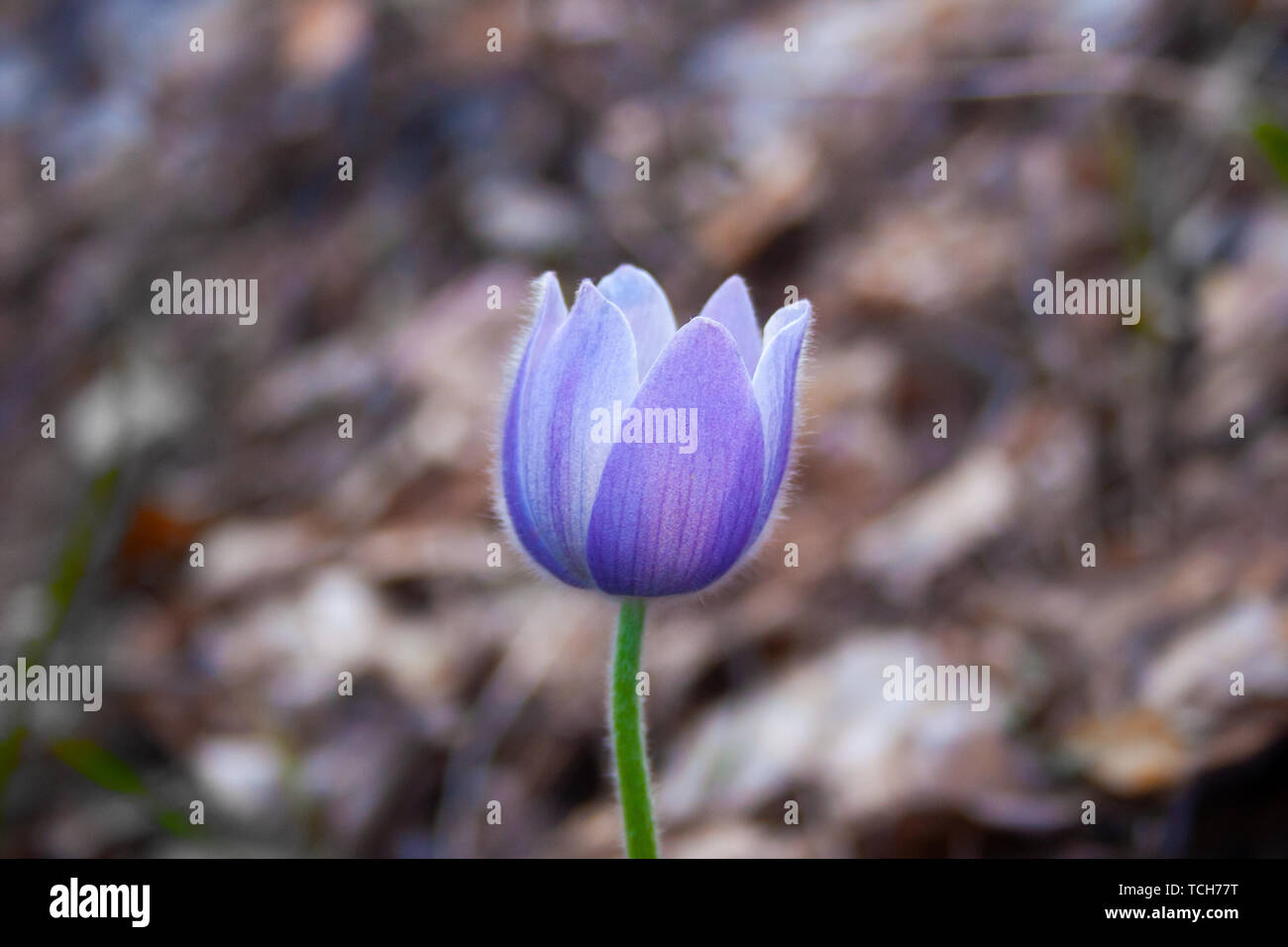 Schöner Frühling Lila Blume pulsatilla wächst in den Wald im Frühling. Pulsatílla praténsis. Lila ersten Frühling Blumen im Mai. Stockfoto