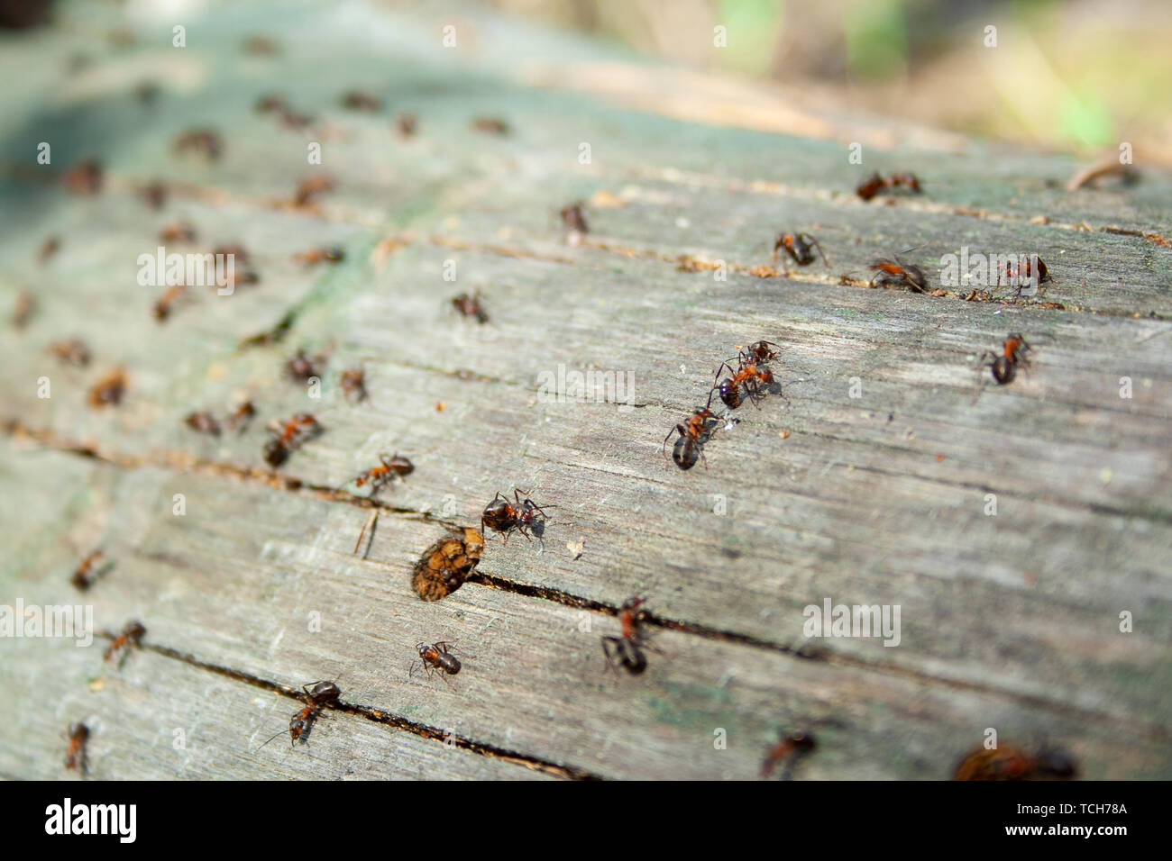 Viele Ameisen gemeinsam an gefallenen trockenen Baum an der sonnigen Tag un den Wald hautnah. Makro ant. Gruppe von Insekten Stockfoto