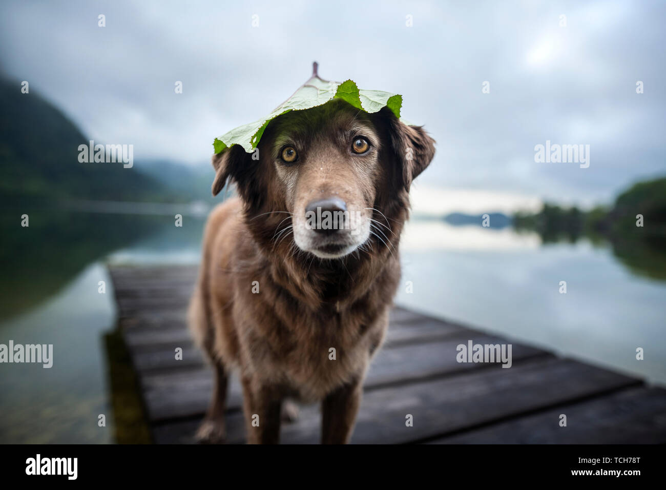 Hunde mit natürlichen Cap. Funny Dog Foto. Rassehunde in schönen Landschaften. Stockfoto