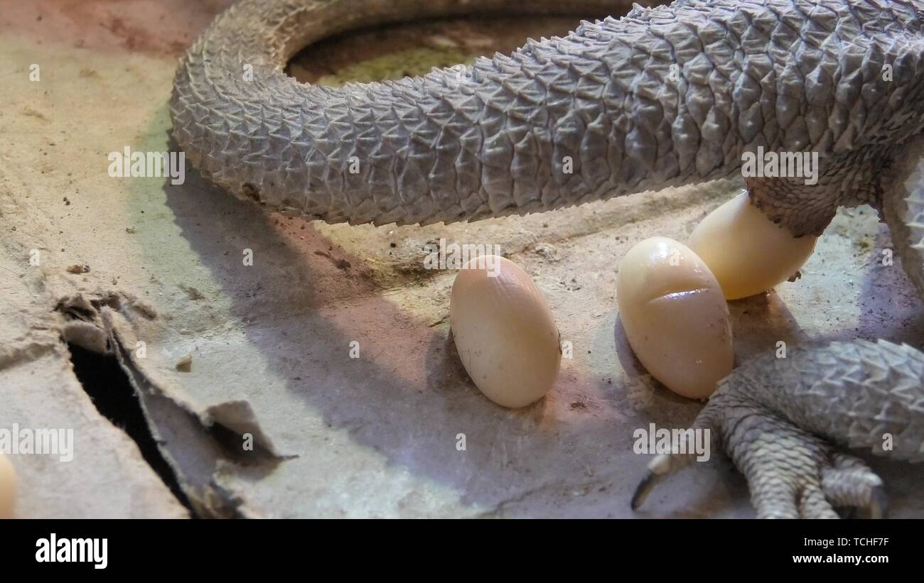 Pogona vitticeps Weibchen Absetzung Eier. Ein Reptil in Australien lebenden Tiere in der Wüste. Stockfoto