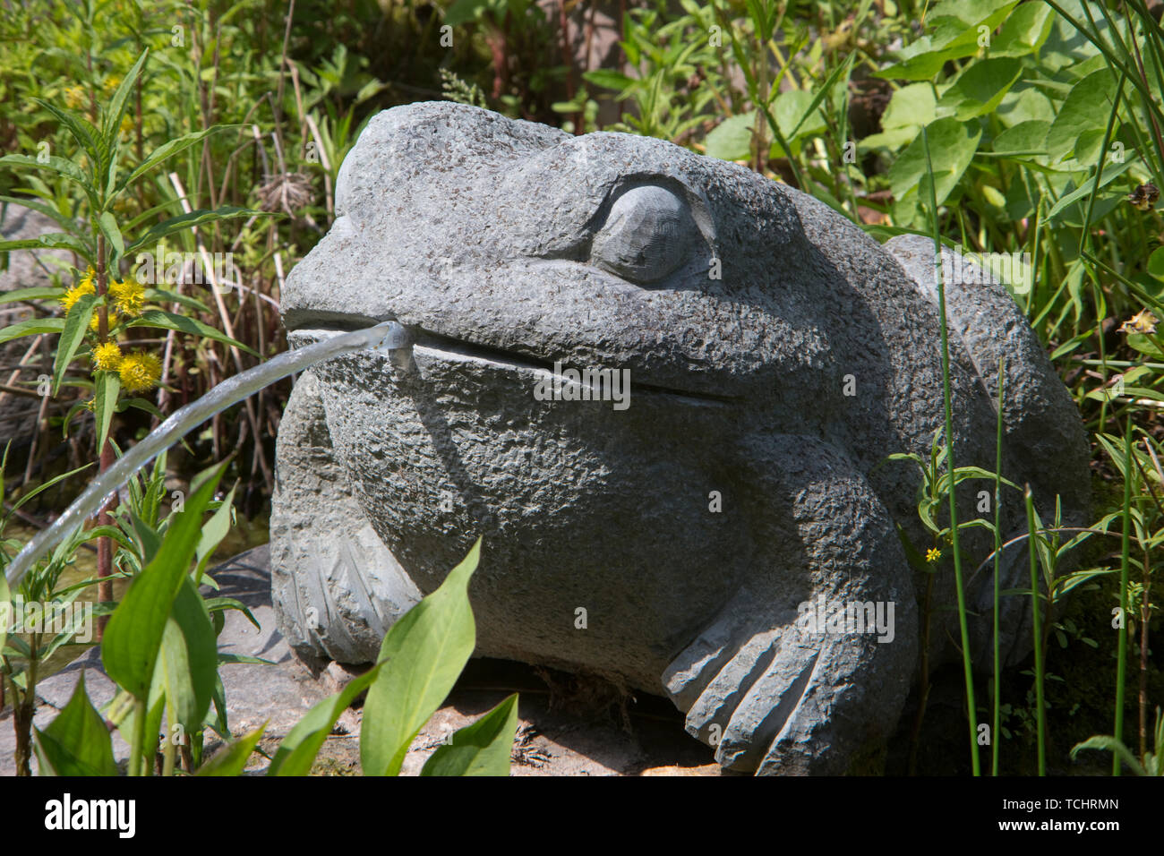 Teich Frosch Stockfotos und bilder Kaufen Alamy