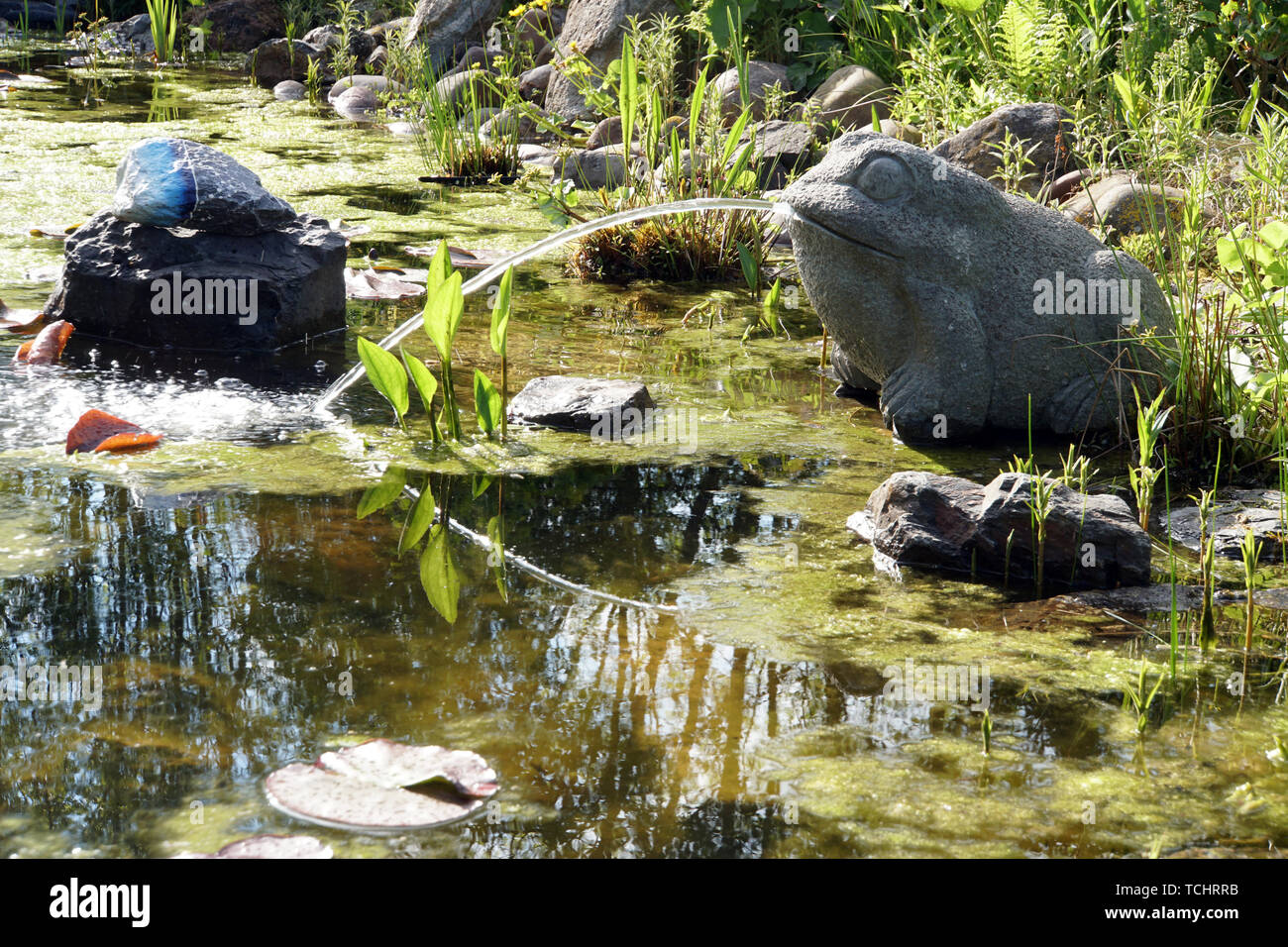 Teich Frosch Stockfotos und bilder Kaufen Alamy