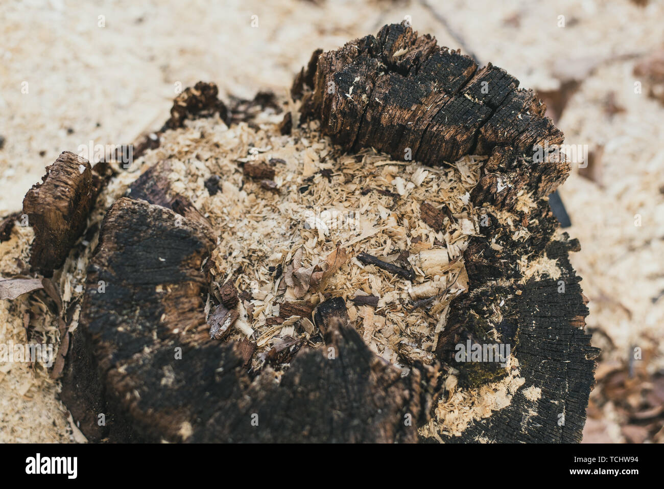 Sägemehl Sägeschnitt. sägen Abfälle, Umweltprobleme. Chips auf Holz- Rinde. Volk zu Holz in Stücke gesägt. Stockfoto