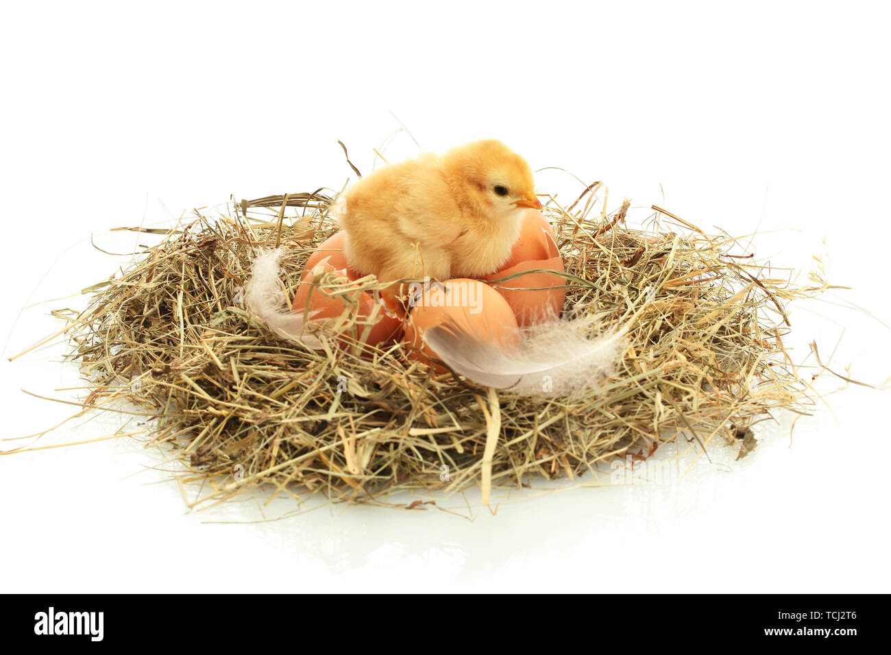 Schönes kleines Huhn, Eier und Eierschalenfarbenen im Nest, isoliert auf dem weißen Stockfoto