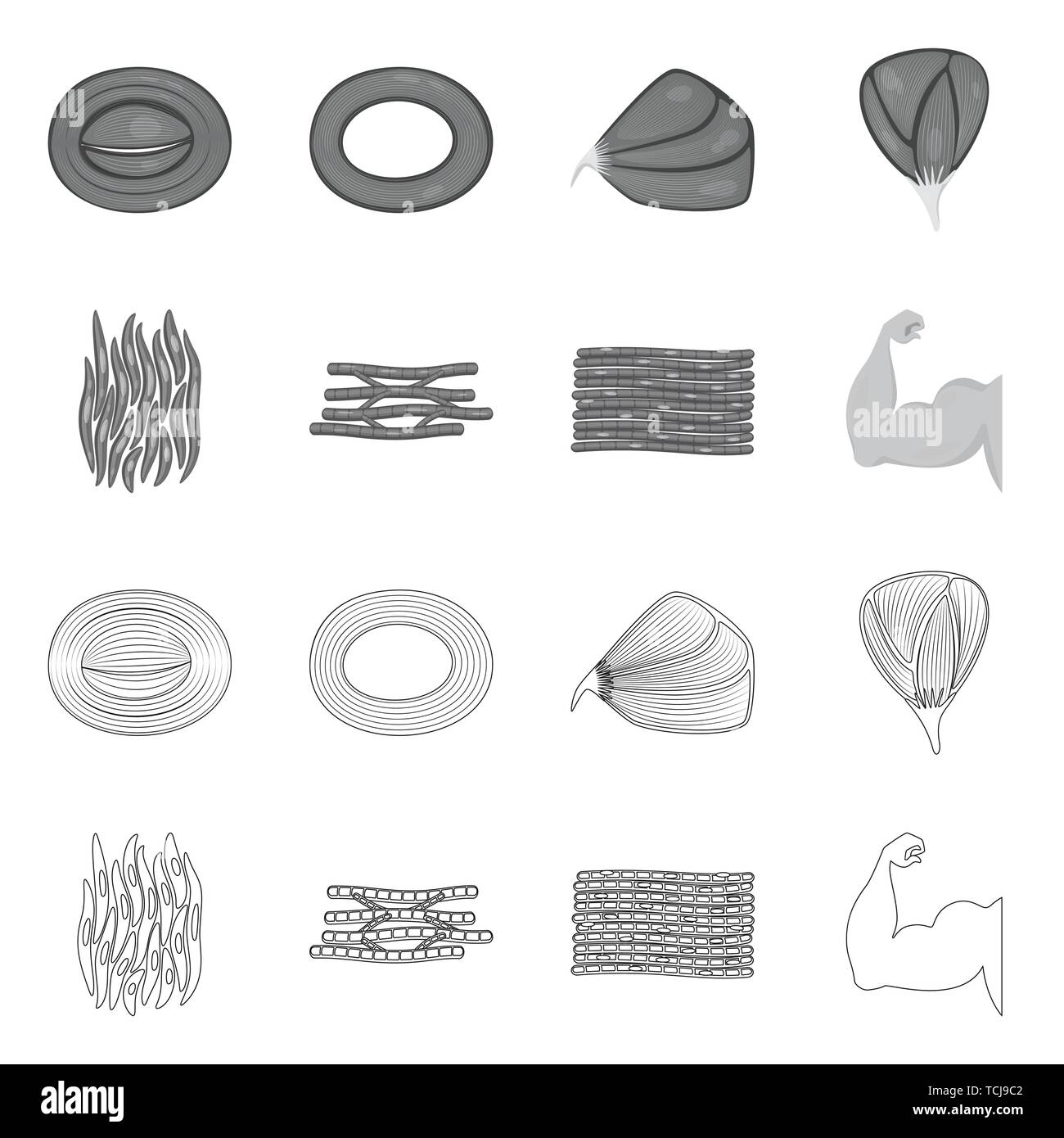 Isoliertes Objekt der Faser und muskulös. Sammlung von Faser- und Körper vektor Symbol für das Lager. Stock Vektor
