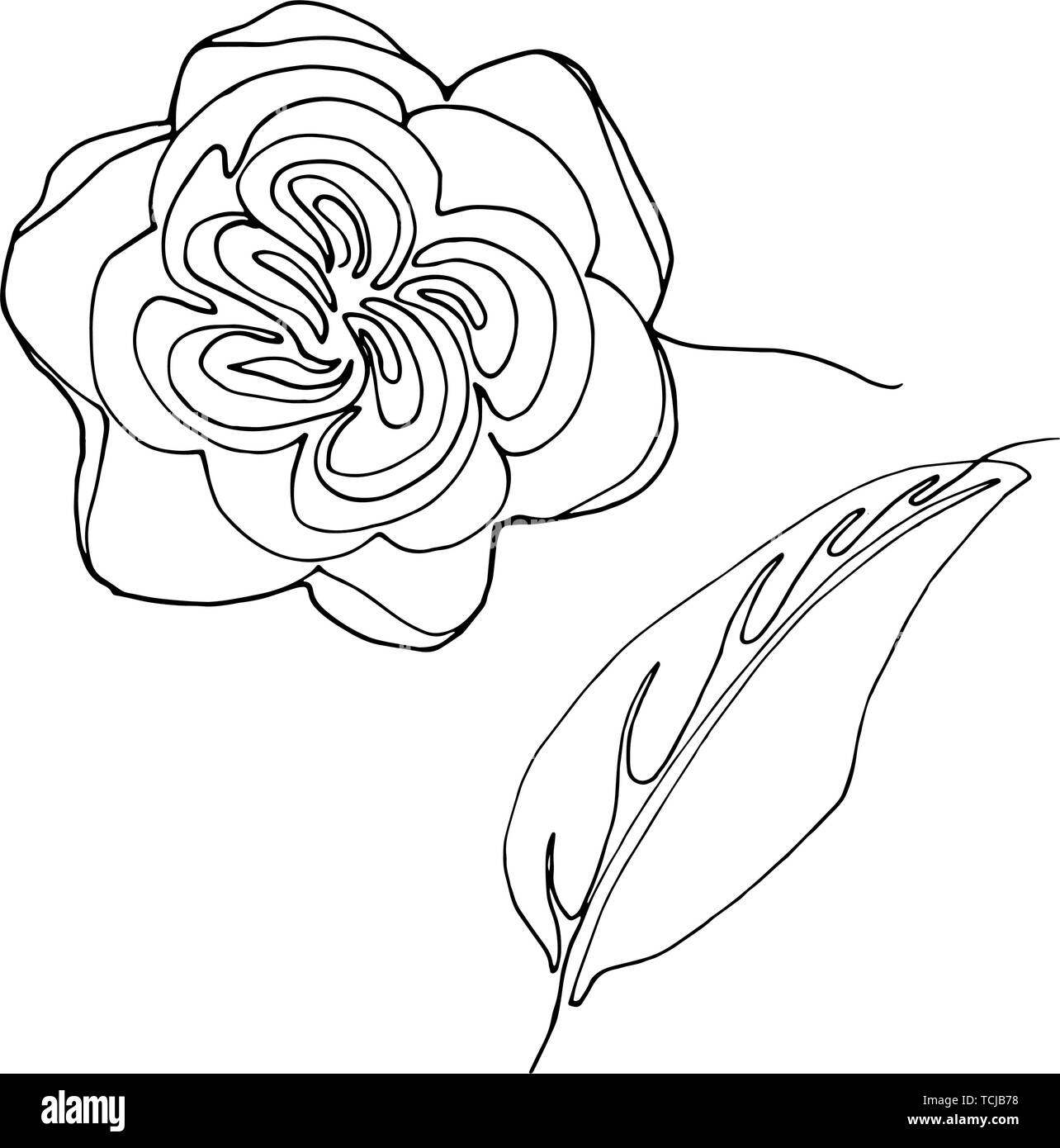 Hand Gezeichnet Minimalistischer Garten Julia Rose Blume Eine Einzige Durchgehende Schwarze Linie Einfache Zeichnung Auf Weissem Hintergrund Vektor Illustr Stock Vektorgrafik Alamy