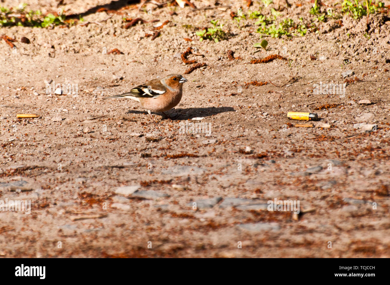 Weibchen von Gemeinsamen buchfink vogel auf dem Boden Stockfoto