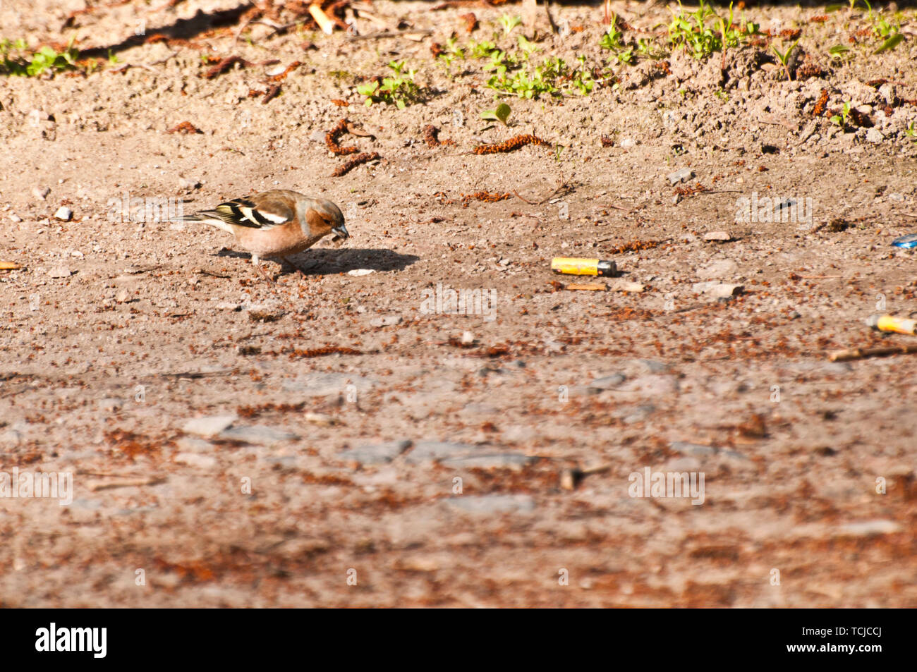Weibchen von Gemeinsamen buchfink vogel auf dem Boden Stockfoto
