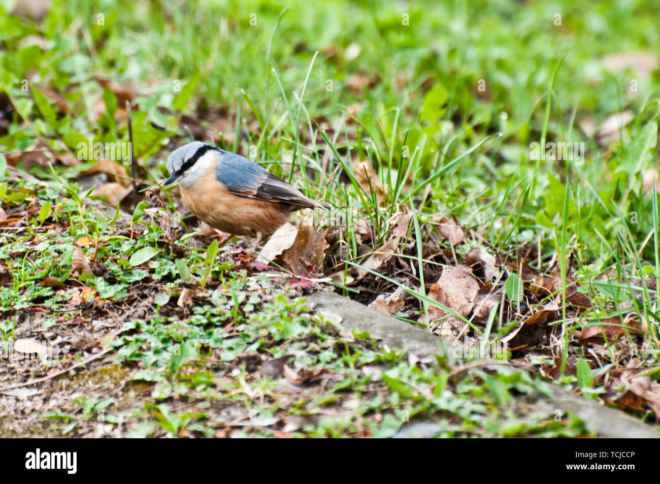 Eurasischen Kleiber im Gras auf der Suche nach Insekten zu essen Stockfoto