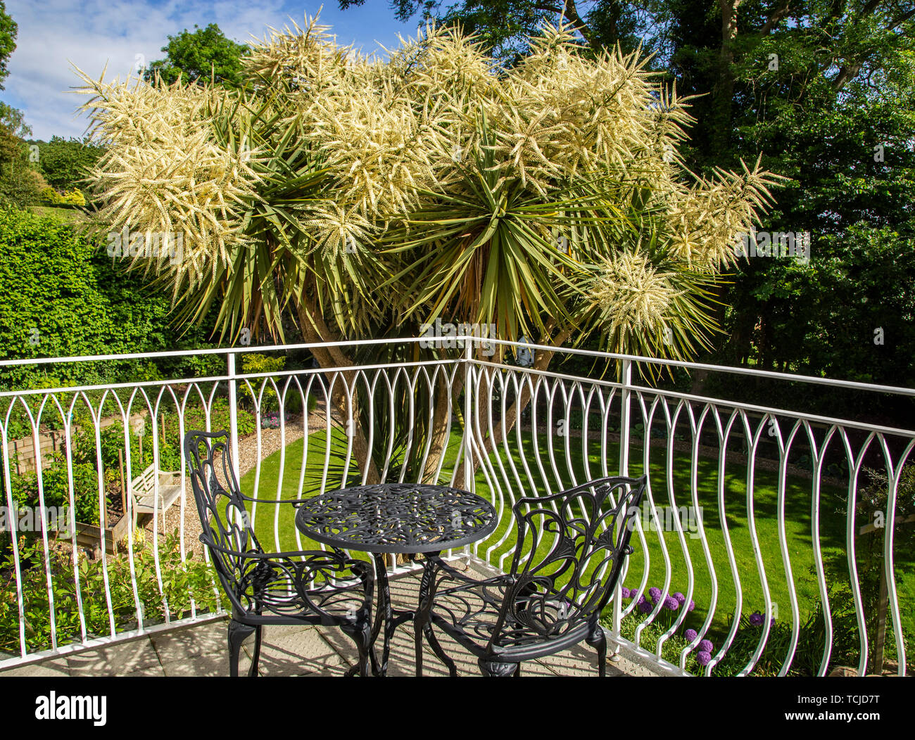 Cordyline Australis in Blume, auch der Kohl Palm oder Cabbage Tree, aufwachsen über einem Haus Balkon in Devon. Stockfoto