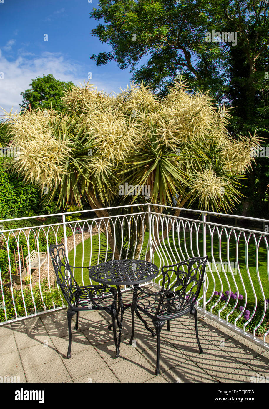 Cordyline Australis in Blume, auch der Kohl Palm oder Cabbage Tree, aufwachsen über einem Haus Balkon in Devon. Stockfoto