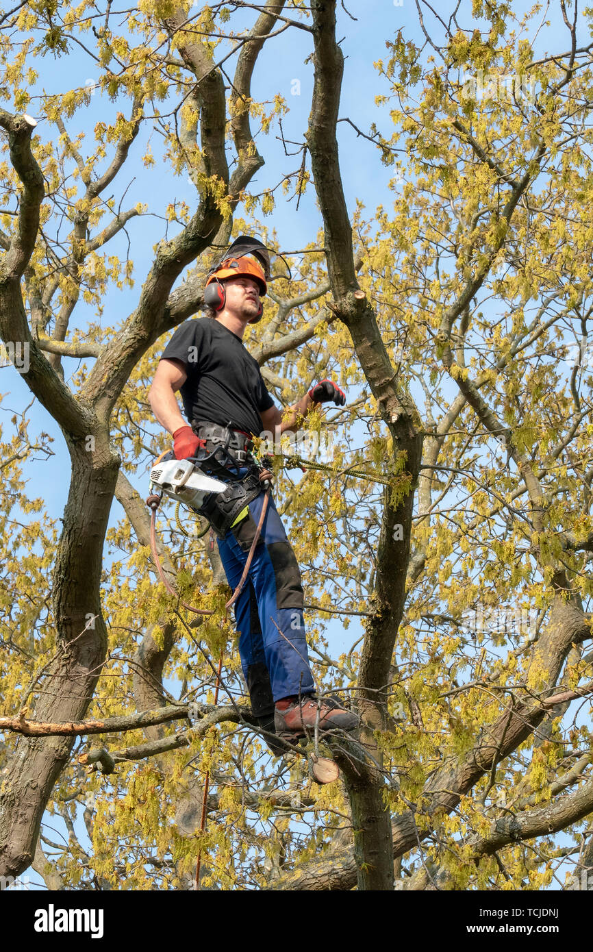Baumzüchter oder Baum Chirurgen bei der Arbeit auf einen Baum mit sicherungsseilen. Stockfoto