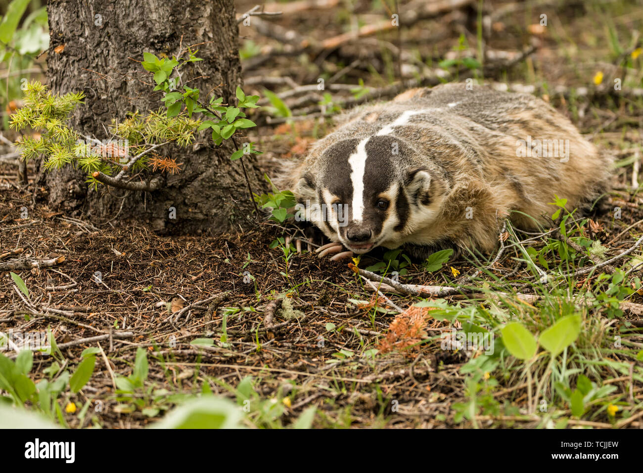 Bozeman, Montana, USA. American Badger. Hinweis: Dies ist eine unverlierbare Tier. Stockfoto