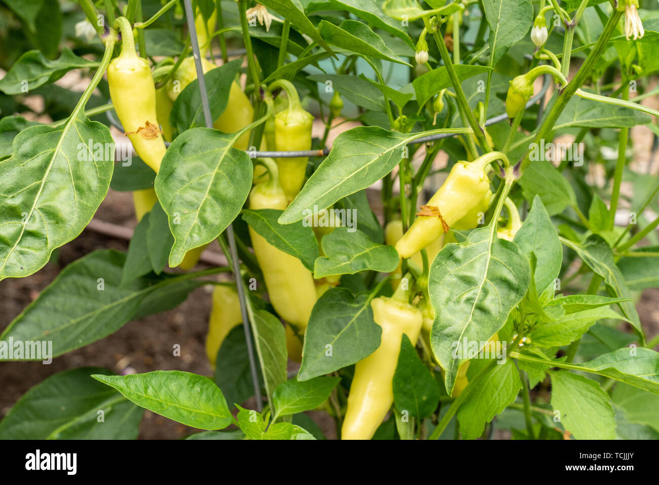 Bellevue, Washington, USA. Heirloom Santa Fe Grande Hot Pepper Anlage. Stockfoto