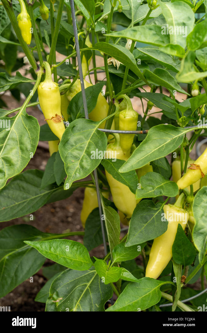 Bellevue, Washington, USA. Heirloom Santa Fe Grande Hot Pepper Anlage. Stockfoto