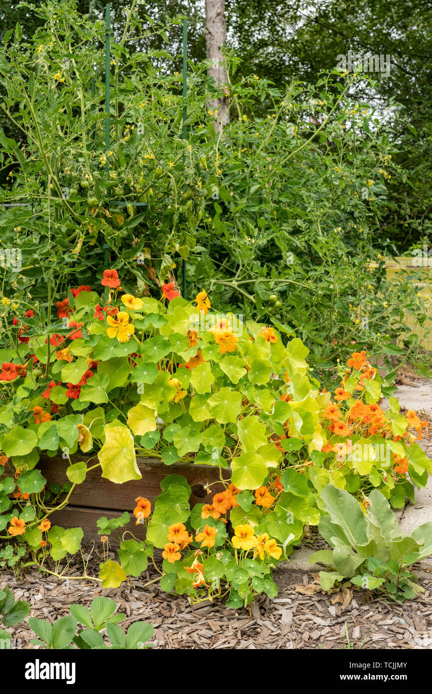 Bellevue, Washington, USA. Nasturtiums wächst weiter Pflanzen in einem Garten. Sie sind Begleiter Pflanzen. Stockfoto