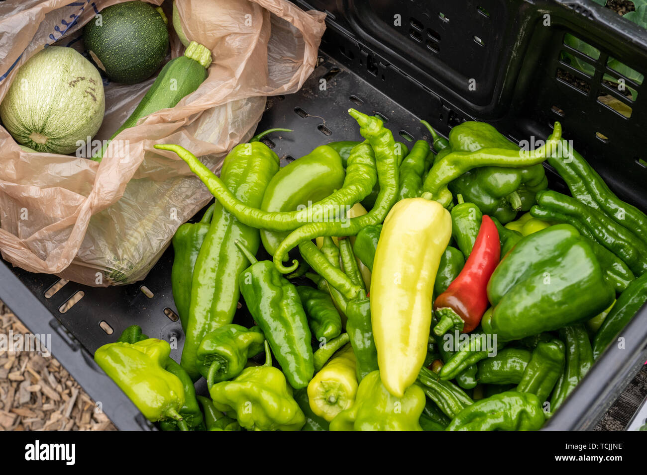 Bellevue, Washington, USA. Verschiedene frisch geernteten Produkten, einschließlich Chili, Paprika, Athena Melone, runde Zucchini, Athena Melone. Stockfoto
