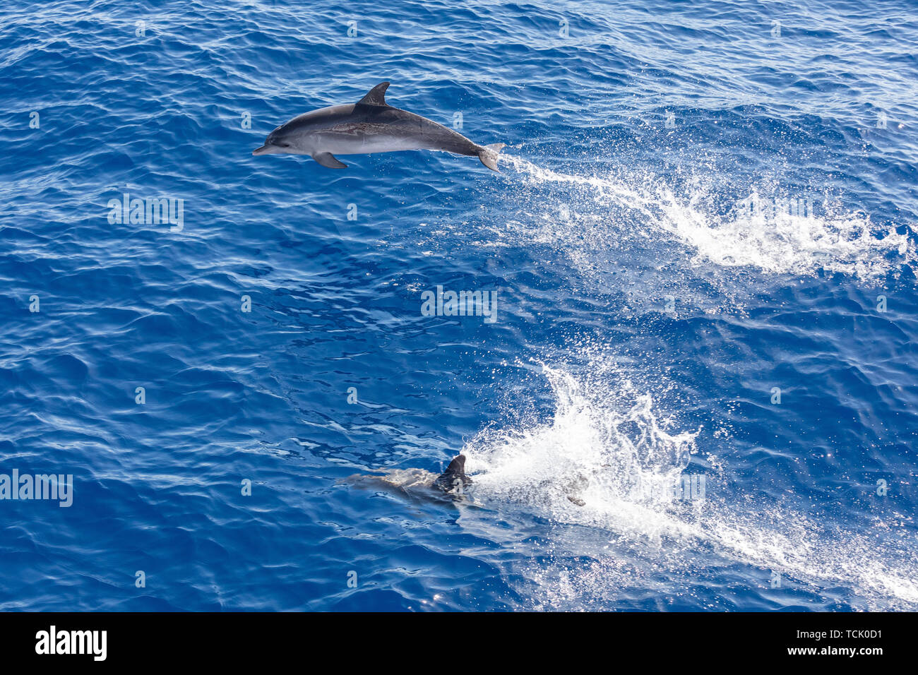 Familie Delphine schwimmen im blauen Ozean auf Teneriffa, Spanien Stockfoto