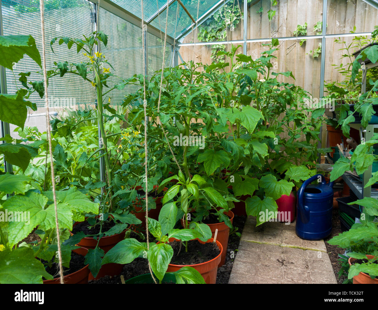 Tomaten, Gurken und Paprika Pflanzen im Gewächshaus ist ein hobbygärtner im  Frühsommer wächst Stockfotografie - Alamy