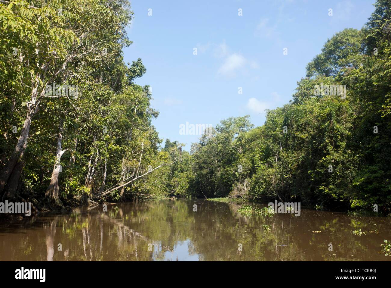 Billabong des Kinabatangan Fluss im Dschungel, Sabah, Borneo, Malaysia Stockfoto