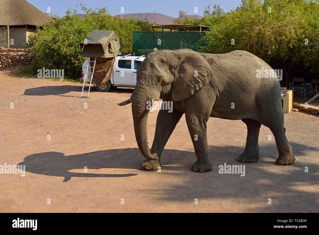 Namibischen Wüste Elefant (Loxodonta africana), Stier zu Fuß durch einen Campingplatz, Uniab Flusses, Damaraland, Namibia Stockfoto