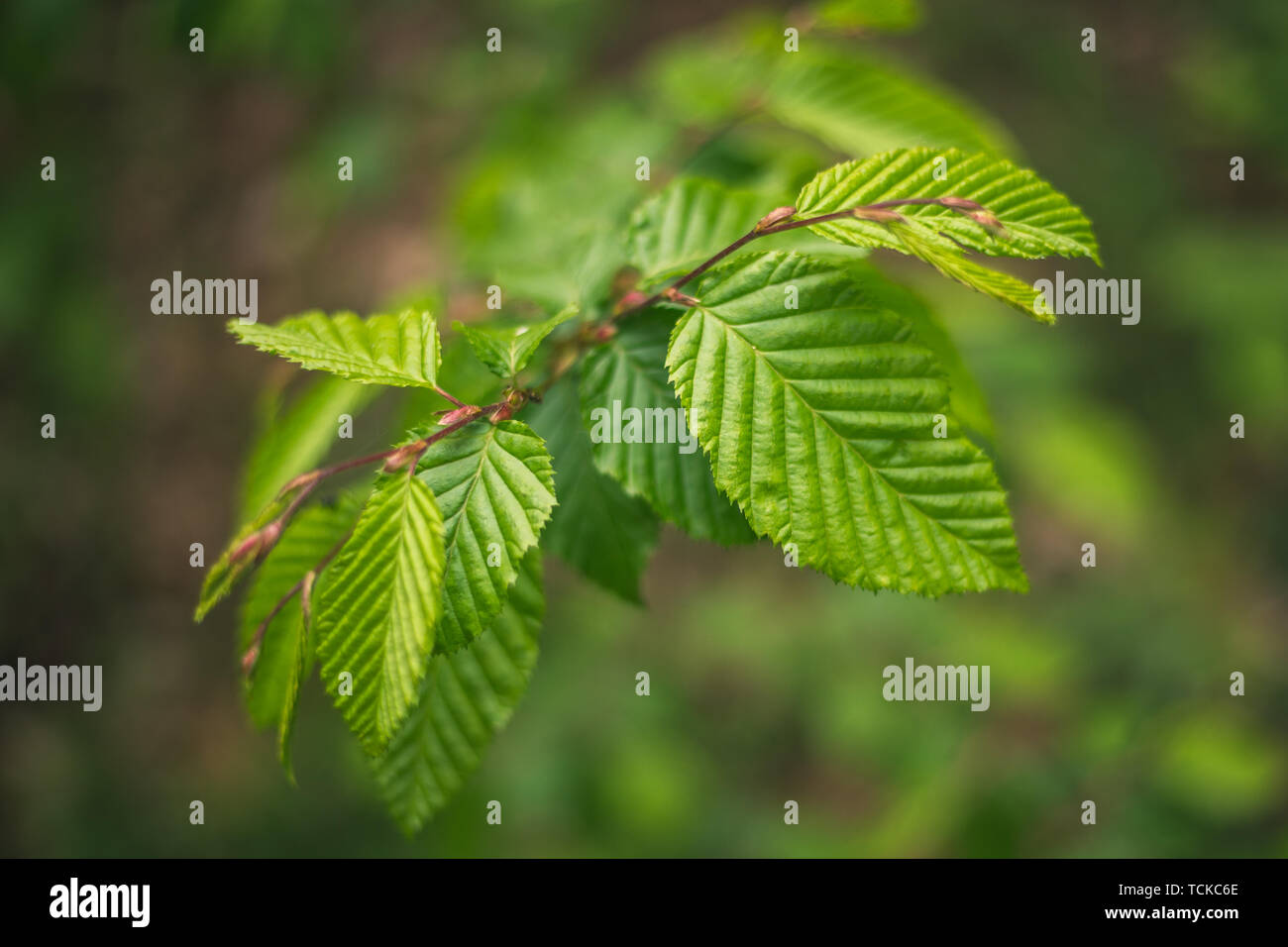 Buche, Fagus sylvatica asplenifolia, Details und Textur der Blätter mit natürlichen Hintergrund Stockfoto