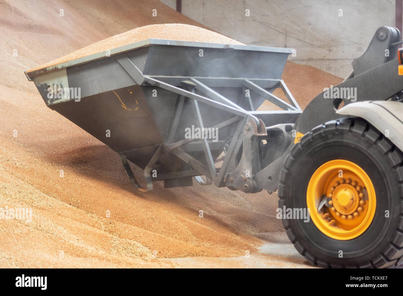 Bagger Schaufel laden Korn, aus der Nähe. Grossen Haufen von Korn in einem Lagerhaus in der Lebensmittelindustrie geeignet. Stockfoto
