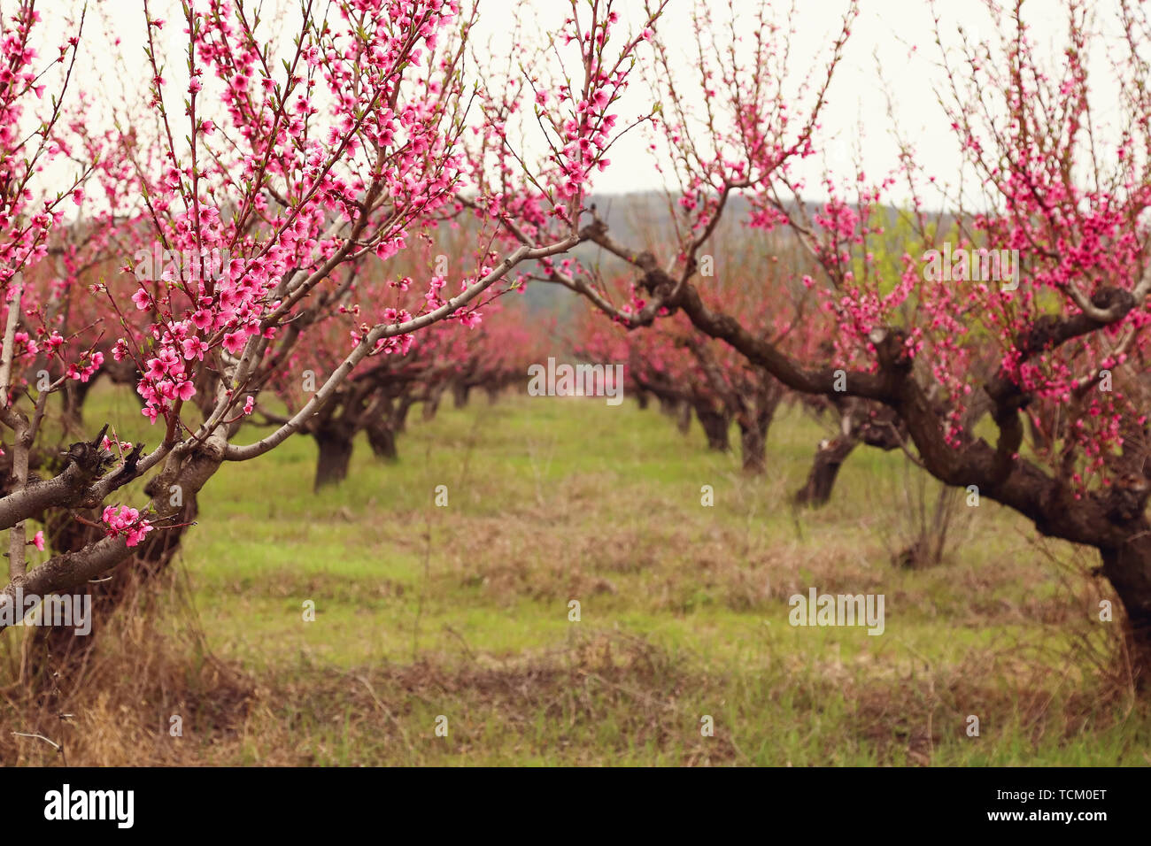 Obstgarten von Pfirsichbäumen blühte im Frühjahr Stockfoto
