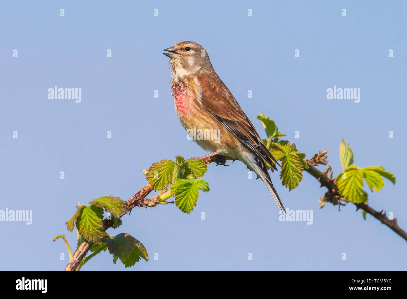 Closeup Portrait einer hänfling Vogel männlich, Carduelis cannabina, Display und die Suche nach einem Gehilfen im Frühling Saison. Das Singen im frühen Morgen sunli Stockfoto